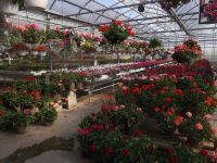 greenhouse 2012 002